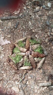 Ein Kreis aus Tannzapfen und Moos auf dem Waldboden