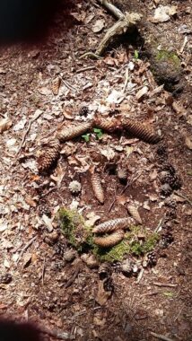 Tannzapfen und Moos auf dem Waldboden