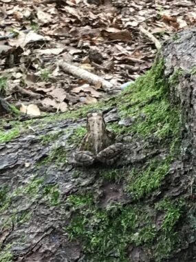 Eine bemooste Wurzel mit Rindenstück am Waldboden