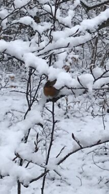 Ein Rotkehlchen sitzt im verschneiten Geäst