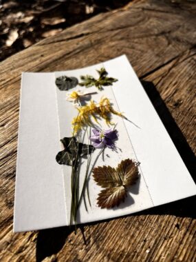 Gepresste Blüten und Blätter auf einem Blatt Papier